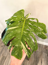 Load image into Gallery viewer, Variegated Monstera thai constellation rooted live plant
