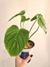 Load image into Gallery viewer, Philodendron plowmanii live plant
