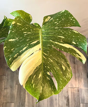 Load image into Gallery viewer, Variegated Monstera thai constellation live plant
