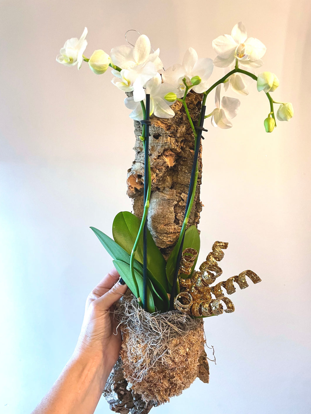 Holiday Phalaenopsis orchid hanging mount live plant