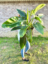 Load image into Gallery viewer, RARE FIND! Variegated Philodendron Hederaceum ‘Moonlight’ Live plant
