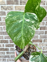 Load image into Gallery viewer, Large Variegated Monstera albo live plant
