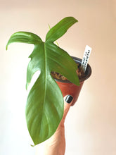 Load image into Gallery viewer, Philodendron Florida Ghost semi rooted cutting live plant
