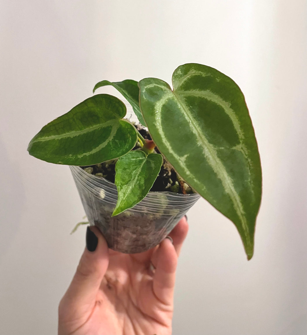 3 inch Anthurium Magnificum hybrid-open pollin live plant