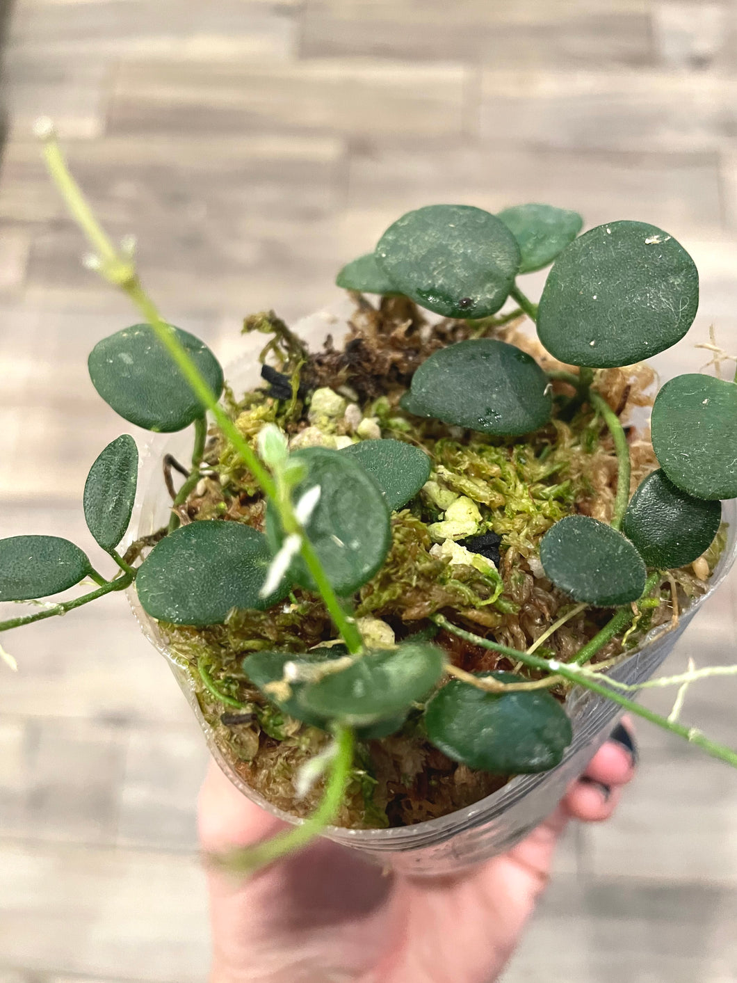 3  inch Hoya Serpens live plant 