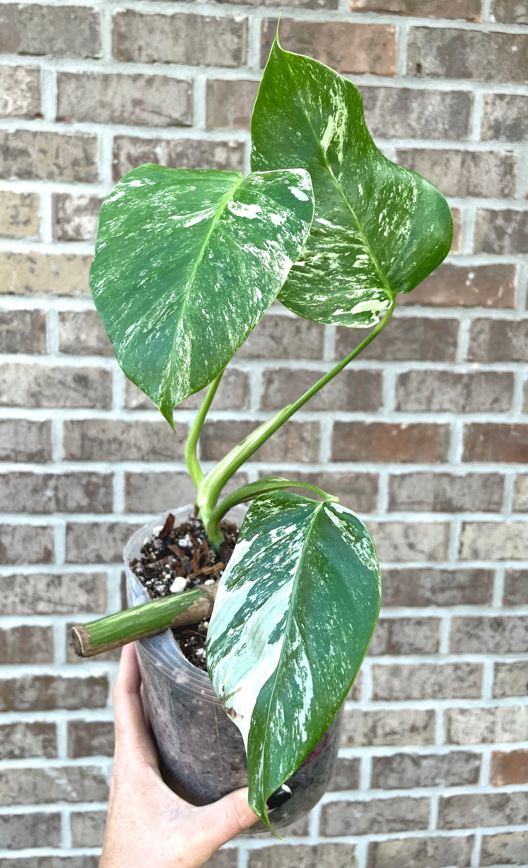 Large Variegated Monstera albo live plant