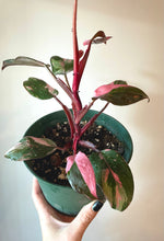 Load image into Gallery viewer, 6 inch Philodendron Pink Princess (PPP) &quot;A&quot;  live plant
