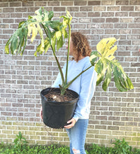 Load image into Gallery viewer, XL Thai constellation monstera live plant “G”
