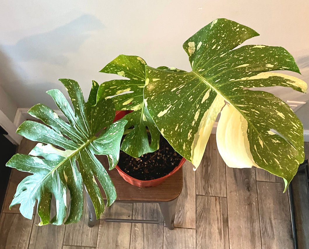 Variegated Monstera thai constellation live plant