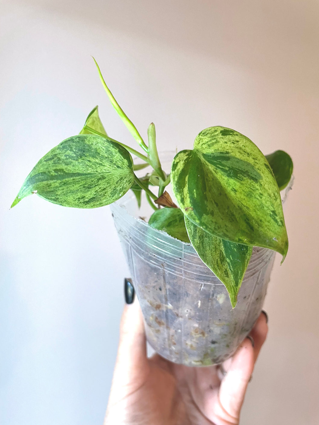 4 inch Philodendron hederaceum Variegated  'Variegated heart leaf' live plant