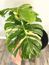 Load image into Gallery viewer, Variegated Monstera thai constellation rooted live plant
