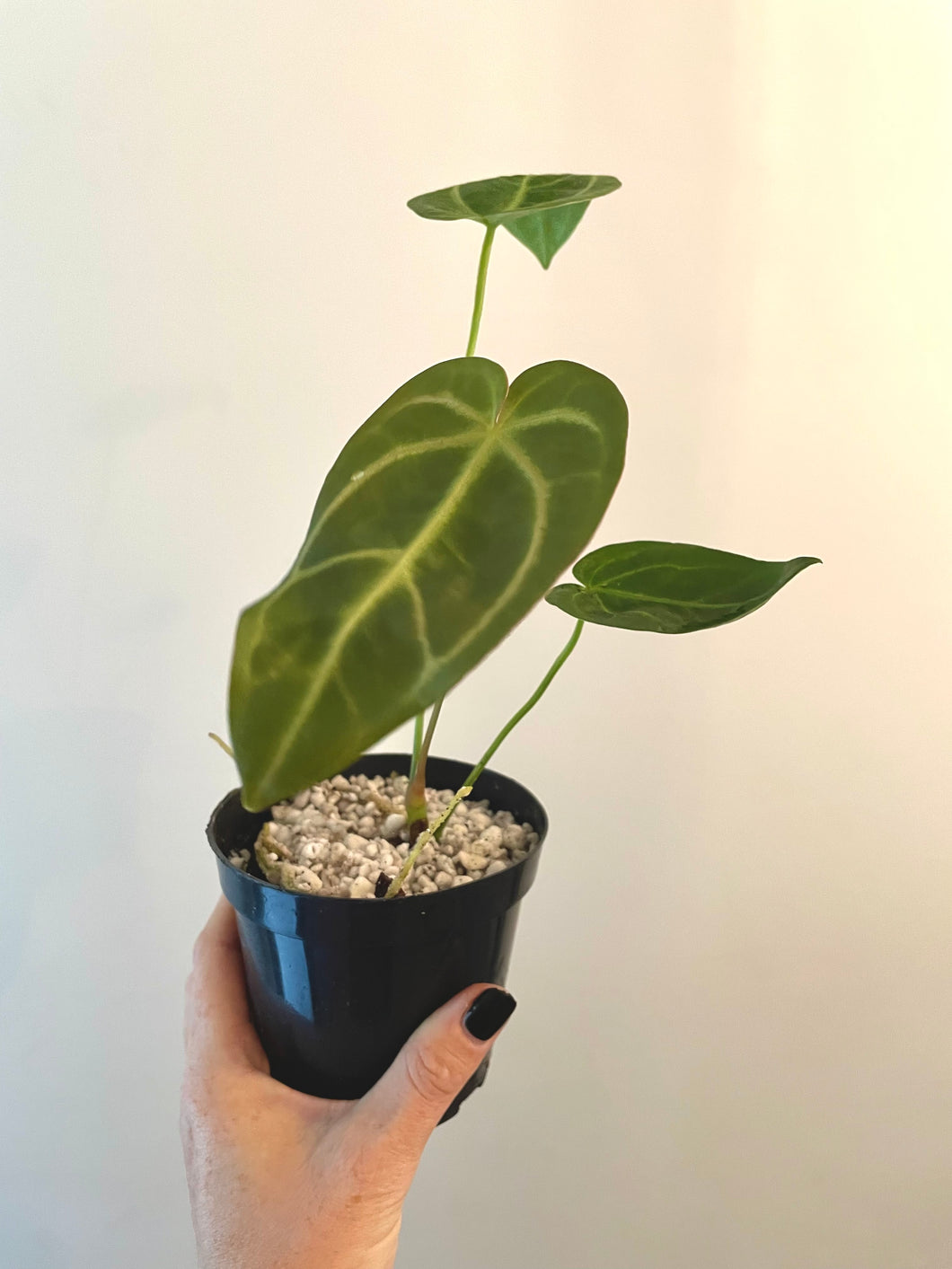 3 inch Mystery anthurium live plant