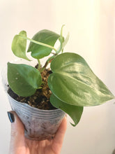 Load image into Gallery viewer, 4 inch Philodendron hederaceum Variegated  &#39;Variegated heart leaf&#39; live plant
