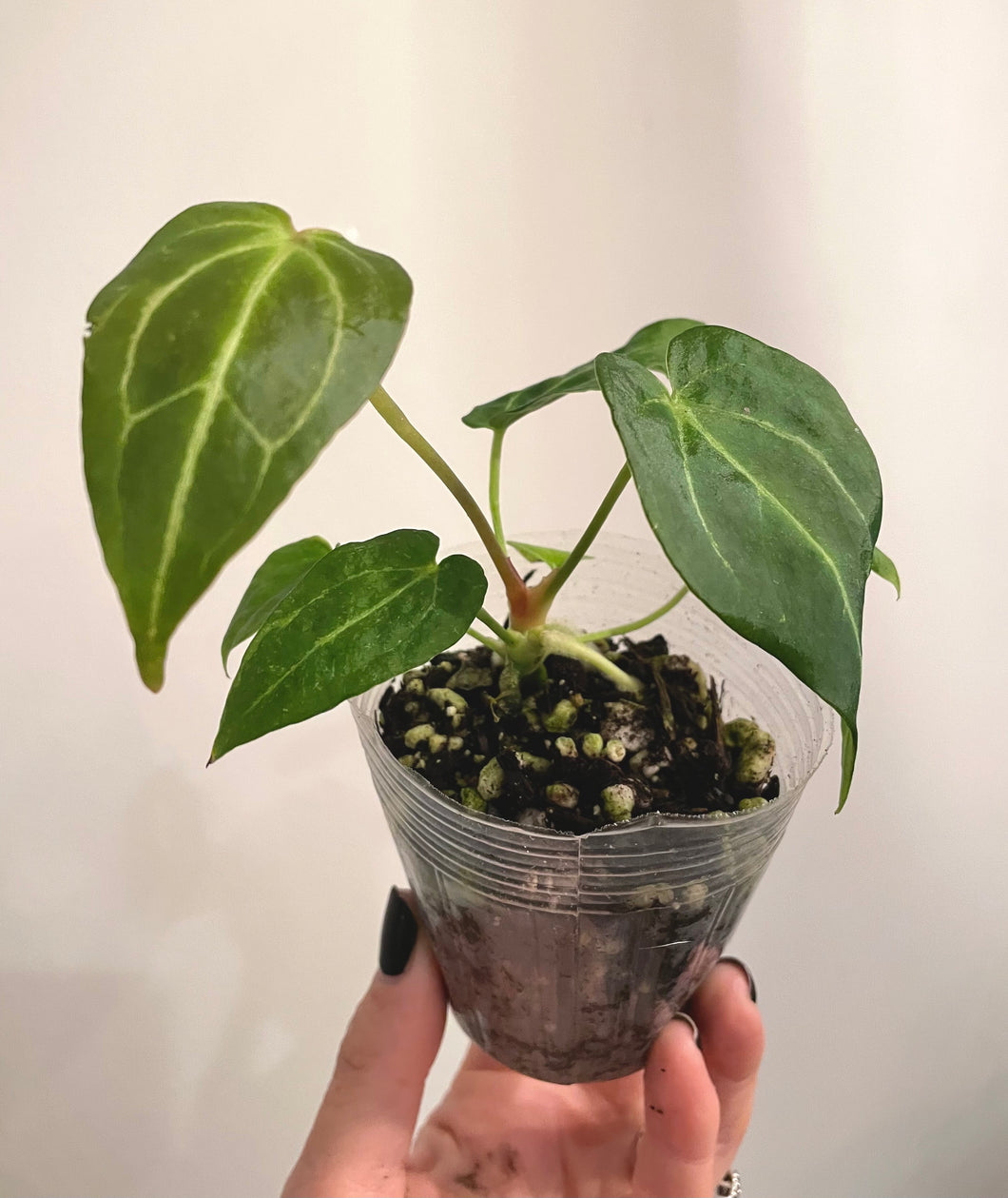 3 inch Anthurium Magnificum x Forgetii  live plant