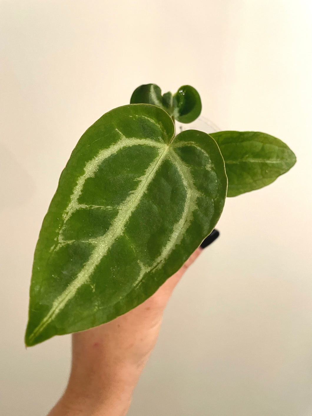 3 inch Anthurium Magnificum hybrid-open pollin live plant