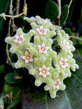 Load image into Gallery viewer, 4 inch Hoya Serpens live plant &quot;B&quot;
