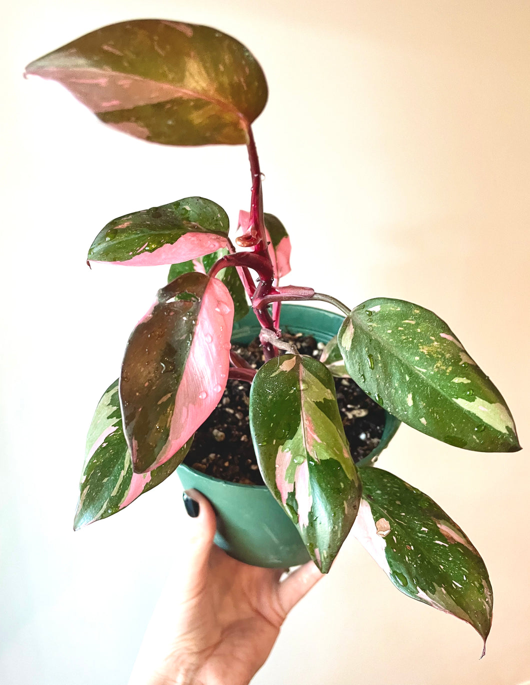 6 inch Philodendron Pink Princess (PPP) 