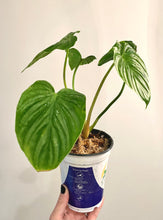 Load image into Gallery viewer, Philodendron plowmanii live plant
