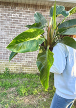 Load image into Gallery viewer, RARE FIND! Variegated Philodendron Hederaceum ‘Moonlight’ Live plant
