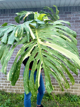 Load image into Gallery viewer, XXXXL Variegated Monstera thai constellation top cut live plant
