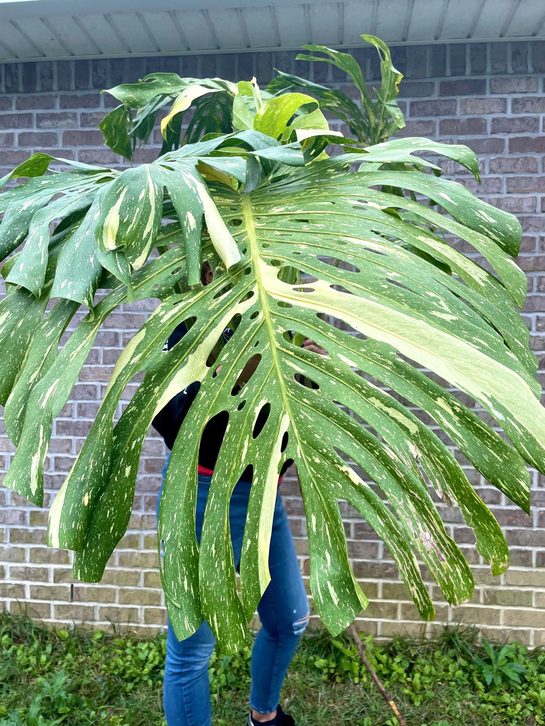 XXXXL Variegated Monstera thai constellation top cut live plant