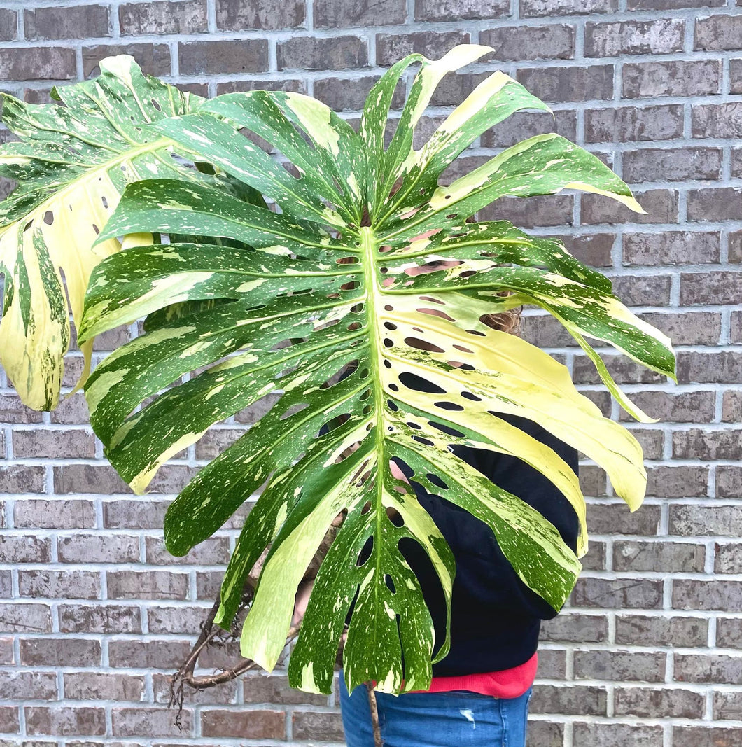 Variegated Monstera thai constellation top cut live plant