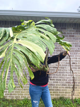 Load image into Gallery viewer, XXXXL Variegated Monstera thai constellation top cut live plant
