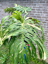 Load image into Gallery viewer, XXXXL Variegated Monstera thai constellation top cut live plant
