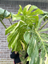 Load image into Gallery viewer, XXXXL Variegated Monstera thai constellation top cut live plant
