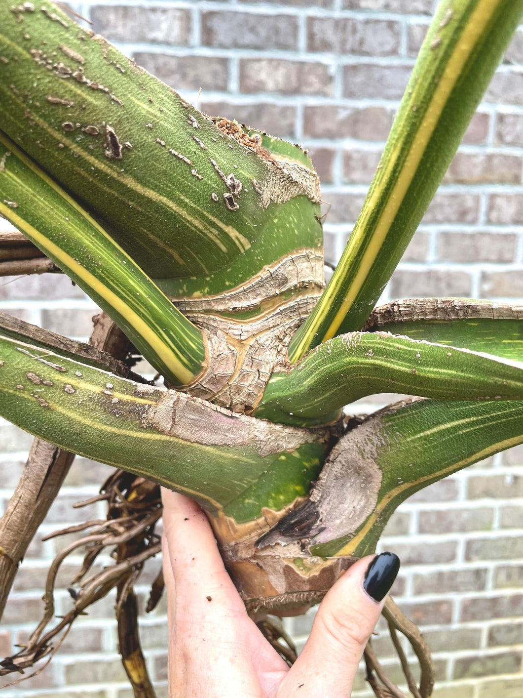 Variegated Monstera thai constellation CHONK live plant