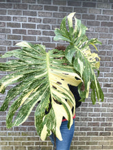 Load image into Gallery viewer, Variegated Monstera thai constellation top cut live plant
