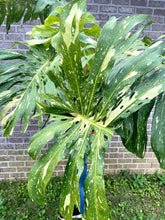 Load image into Gallery viewer, XXXXL Variegated Monstera thai constellation top cut live plant
