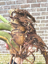 Load image into Gallery viewer, Variegated Monstera thai constellation CHONK live plant
