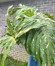 Load image into Gallery viewer, XXXXL Variegated Monstera thai constellation top cut live plant
