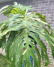 Load image into Gallery viewer, XXXXL Variegated Monstera thai constellation top cut live plant
