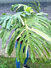 Load image into Gallery viewer, XXXXL Variegated Monstera thai constellation top cut live plant
