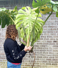 Load image into Gallery viewer, XXXXL Variegated Monstera thai constellation top cut live plant
