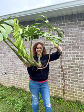 Load image into Gallery viewer, XXXXL Variegated Monstera thai constellation top cut live plant
