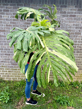 Load image into Gallery viewer, XXXXL Variegated Monstera thai constellation top cut live plant
