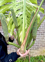 Load image into Gallery viewer, XXXXL Variegated Monstera thai constellation top cut live plant
