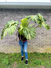 Load image into Gallery viewer, XXXXL Variegated Monstera thai constellation top cut live plant
