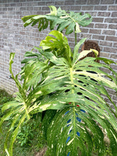 Load image into Gallery viewer, XXXXL Variegated Monstera thai constellation top cut live plant
