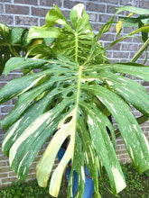 Load image into Gallery viewer, XXXXL Variegated Monstera thai constellation top cut live plant
