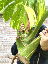 Load image into Gallery viewer, XXXXL Variegated Monstera thai constellation top cut live plant
