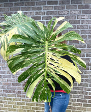 Load image into Gallery viewer, Variegated Monstera thai constellation top cut live plant
