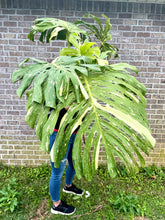 Load image into Gallery viewer, XXXXL Variegated Monstera thai constellation top cut live plant
