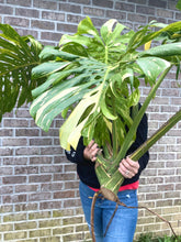 Load image into Gallery viewer, XXXXL Variegated Monstera thai constellation top cut live plant
