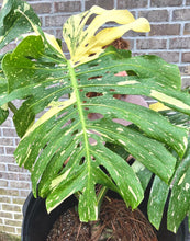 Load image into Gallery viewer, XL thai constellation monstera live plant
