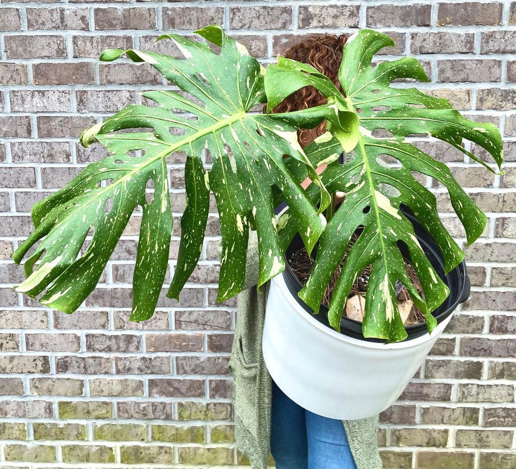 Variegated Monstera Thai constellation live plant