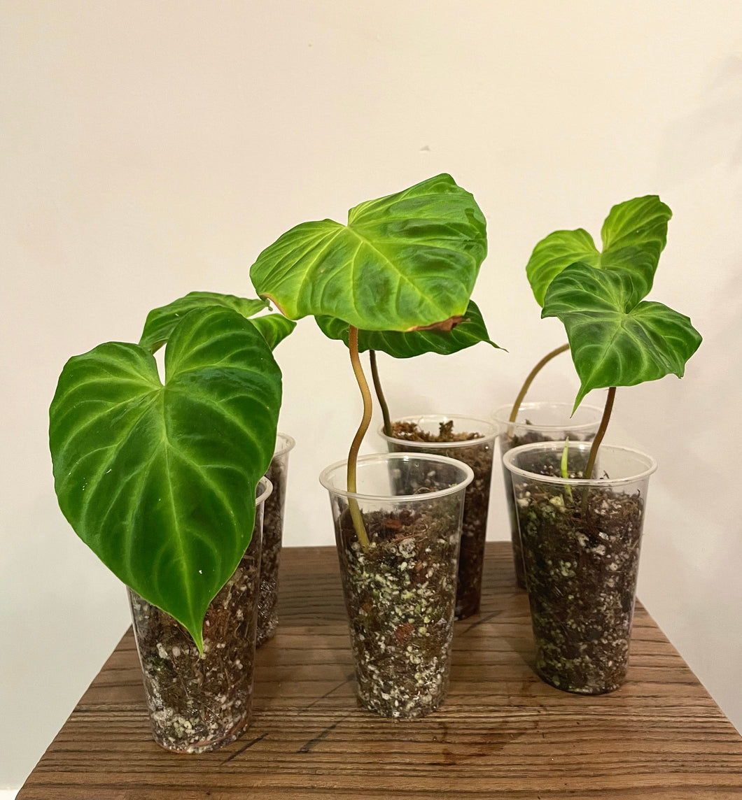 Philodendron verrucosum growers choice live plant